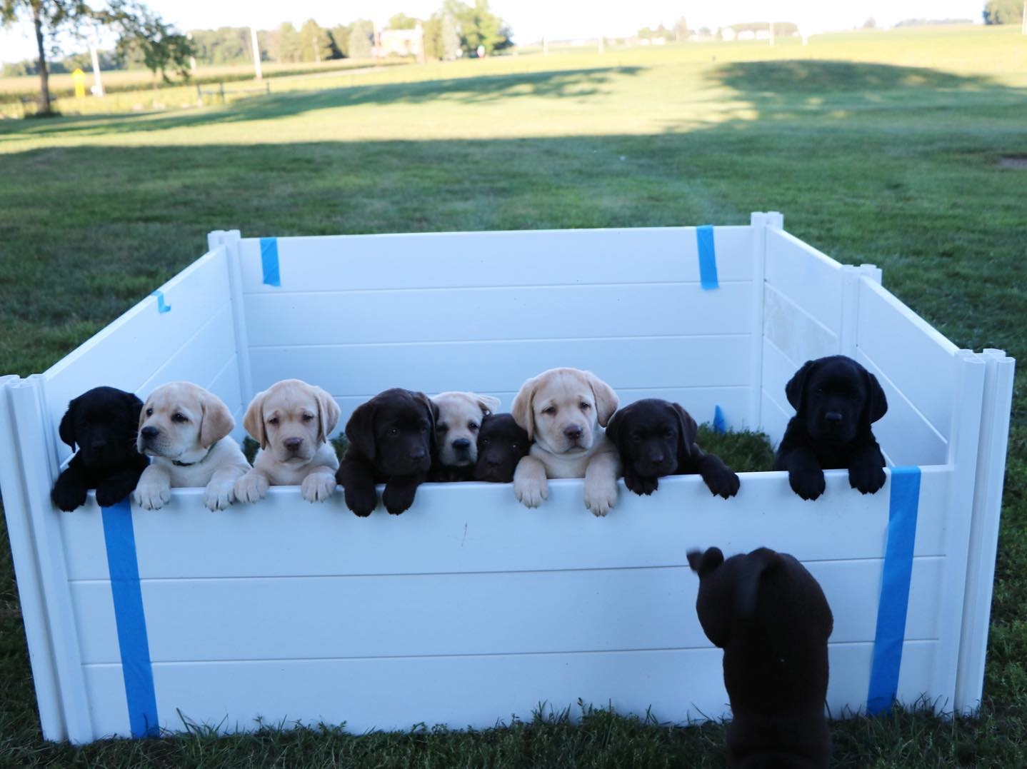 adorable retriever puppies for rehoming