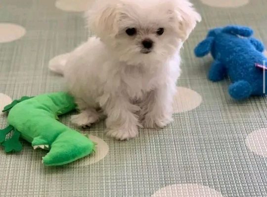 Healthy Maltese Puppies For Adoption