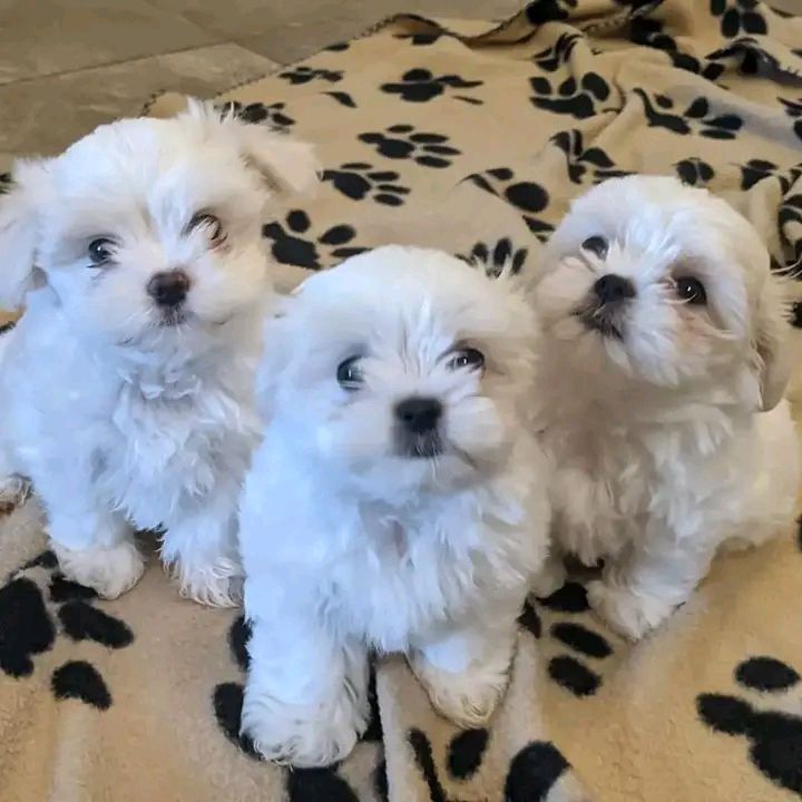 Healthy Maltese Puppies For Adoption