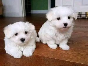 Healthy male and female Maltese puppies