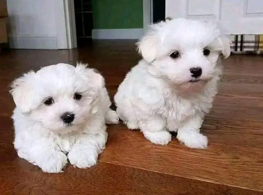 Healthy male and female Maltese puppies