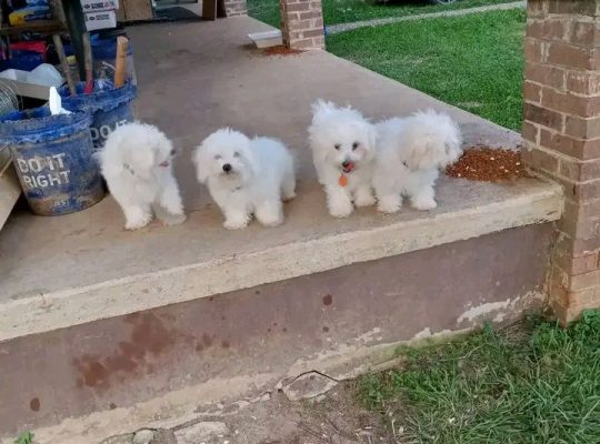 Healthy male and female Maltese puppies