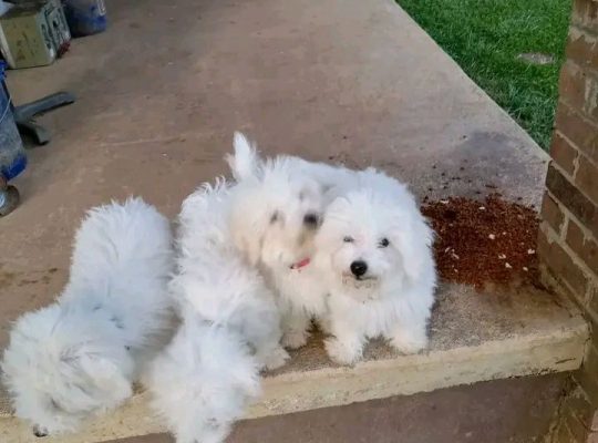 Healthy male and female Maltese puppies