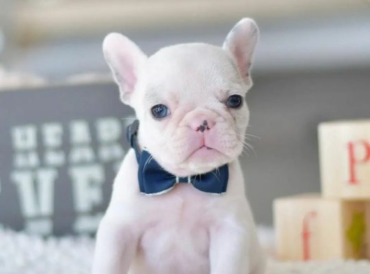 Frenchie puppies available for a new home