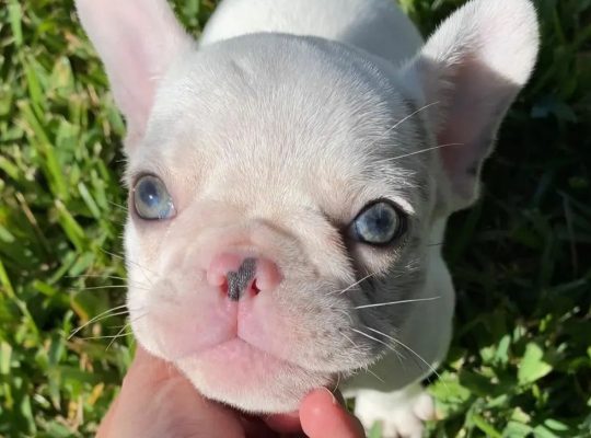 Frenchie puppies available for a new home
