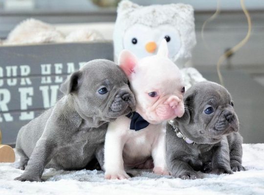 Frenchie puppies available for a new home