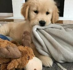 Golden Retriever Puppy