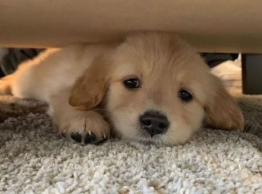 Golden Retriever Puppy